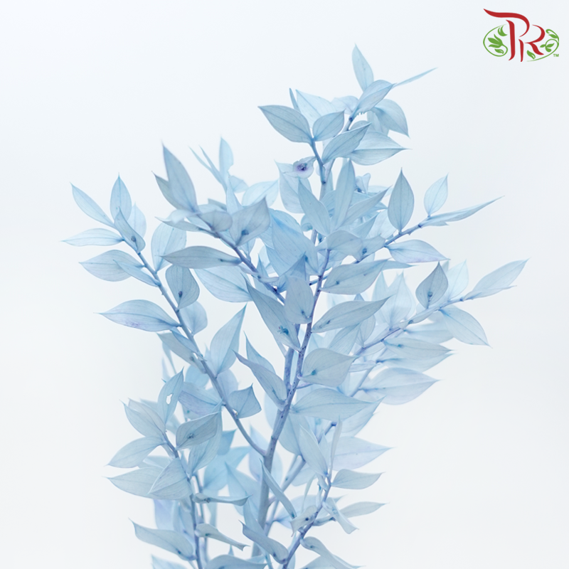 Dry Ruscus - Baby Blue (Per Bunch)-Baby Blue-China-prflorist.com.my