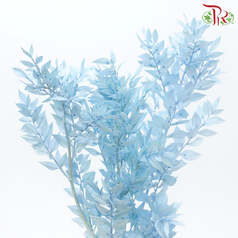 Dry Ruscus - Baby Blue (Per Bunch)-Baby Blue-China-prflorist.com.my