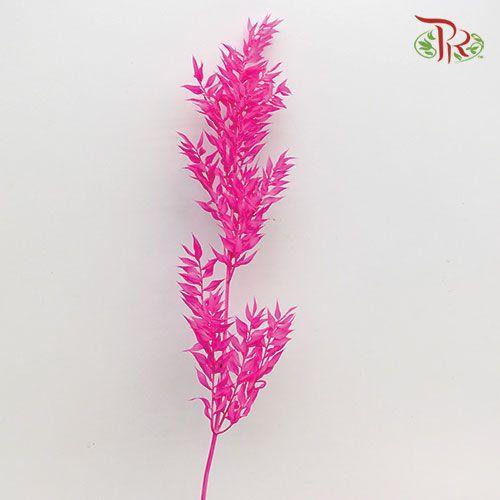 Dry Ruscus Bleached - Pink-Pink-Italy-prflorist.com.my