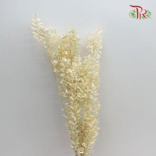 Dry Ruscus Bleached - White (5 Stems)-White-Import-prflorist.com.my