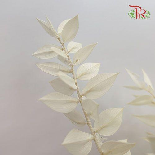 Dry Ruscus Bleached - White (5 Stems)-White-Import-prflorist.com.my