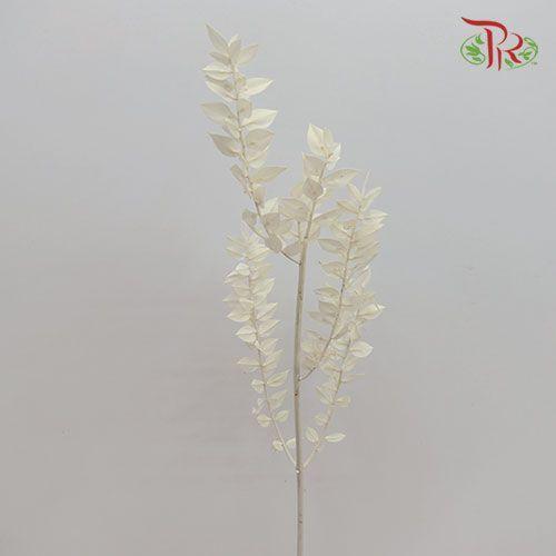 Dry Ruscus Bleached - White (5 Stems)-White-Import-prflorist.com.my
