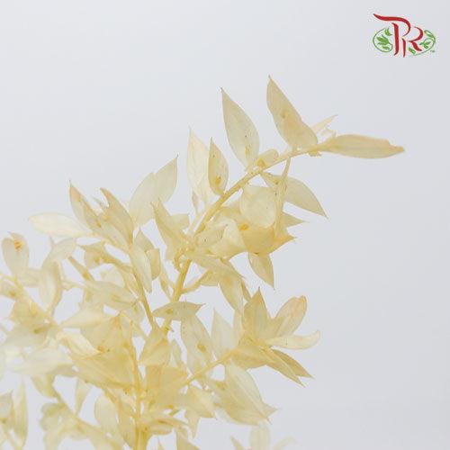 Dry Ruscus Colour - Orange-Orange-Italy-prflorist.com.my