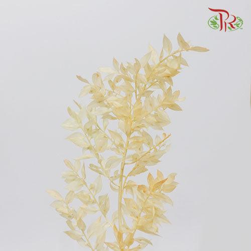 Dry Ruscus Colour - Orange-Orange-Italy-prflorist.com.my