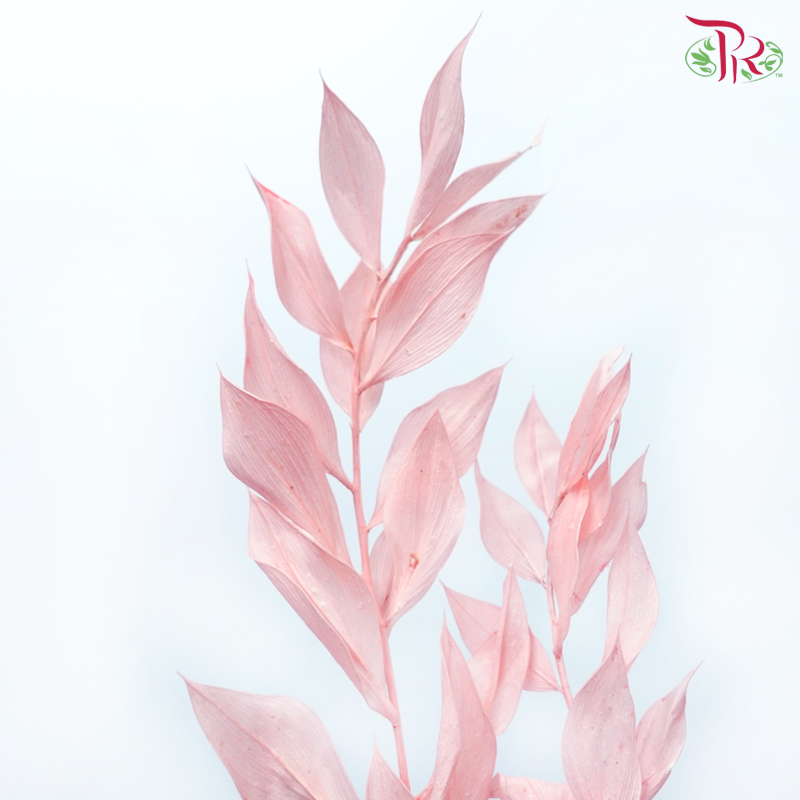 Dry Ruscus Dyed Colour - Baby Pink-Baby Pink-China-prflorist.com.my