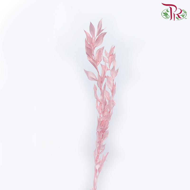 Dry Ruscus Dyed Colour - Baby Pink-Baby Pink-China-prflorist.com.my
