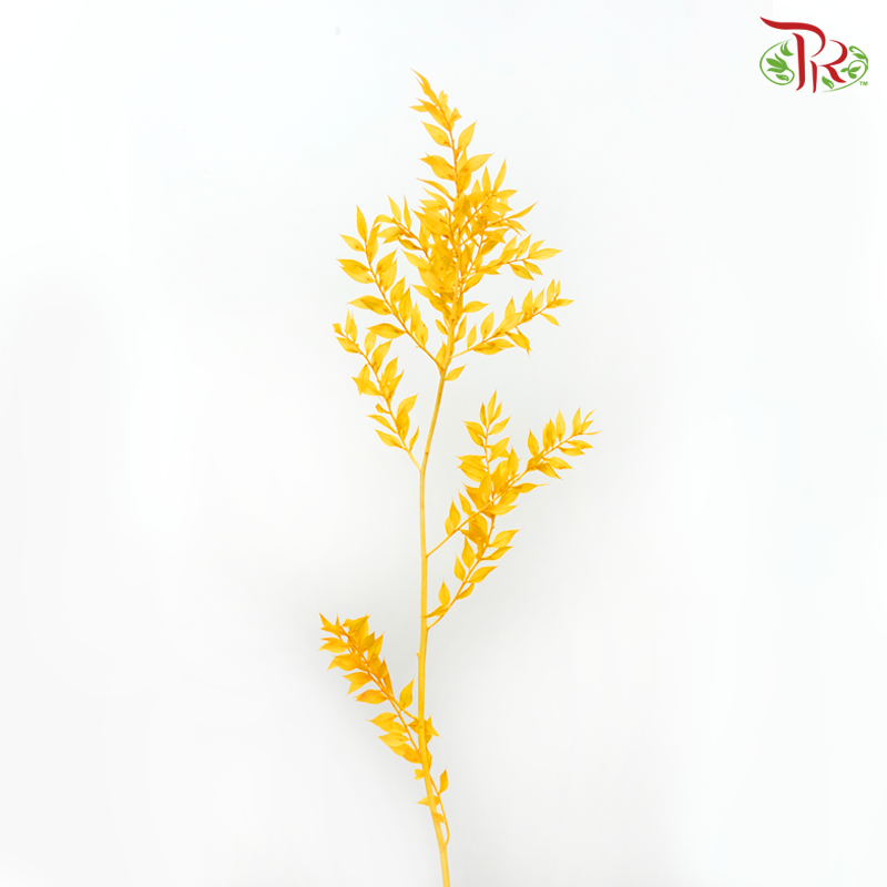 Dry Ruscus Dyed Colour - Orange-Orange-China-prflorist.com.my