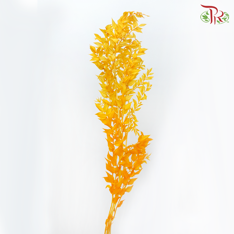 Dry Ruscus Dyed Colour - Orange-Orange-China-prflorist.com.my
