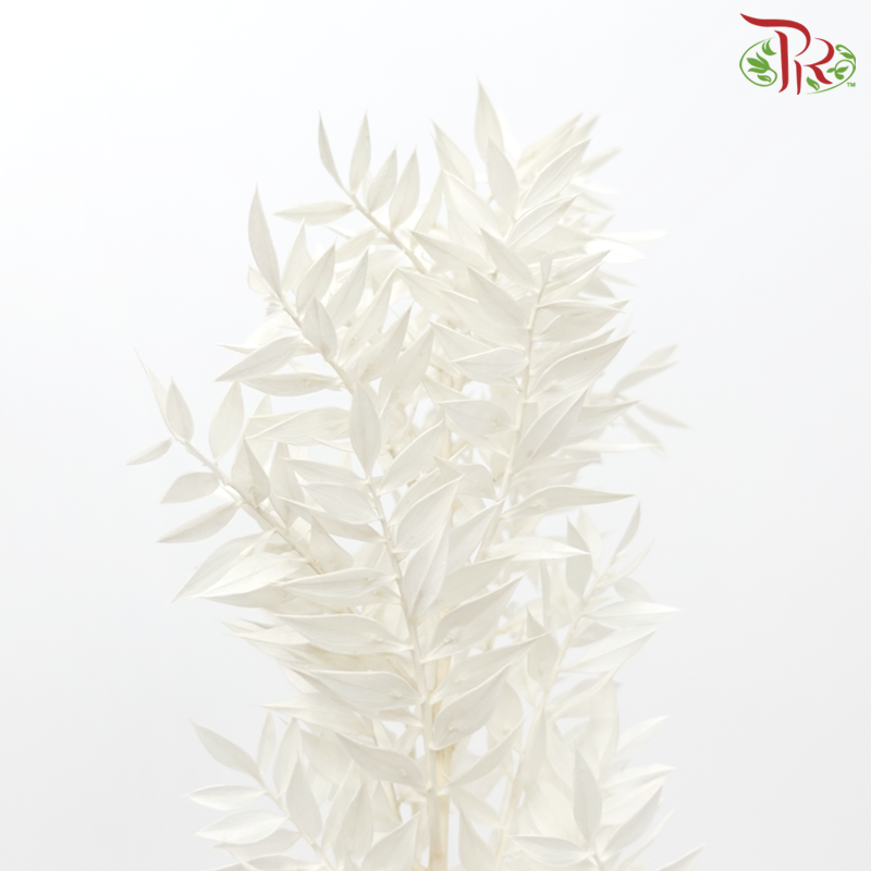 Dry Ruscus - Dyed White-White-China-prflorist.com.my