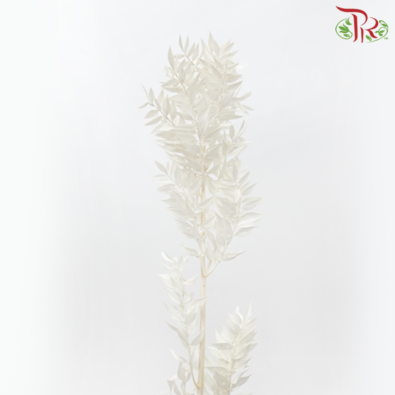 Dry Ruscus - Dyed White-White-China-prflorist.com.my
