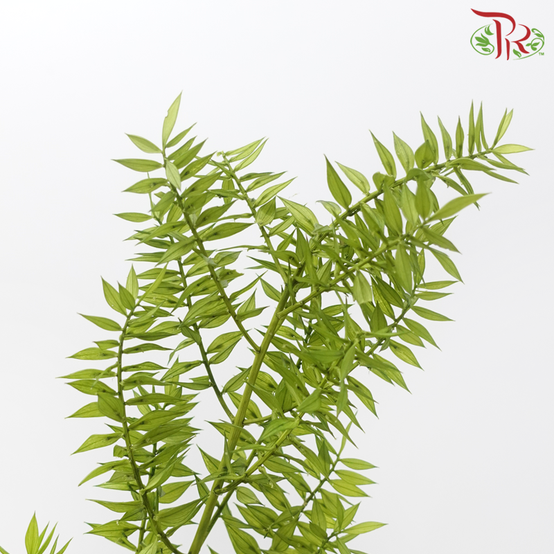 Dry Ruscus - Green (Per Bunch)-Green-China-prflorist.com.my