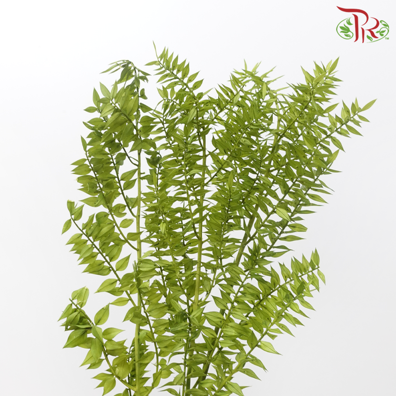 Dry Ruscus - Green (Per Bunch)-Green-China-prflorist.com.my