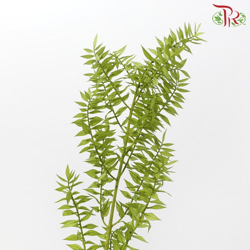 Dry Ruscus - Green (Per Bunch)-Green-China-prflorist.com.my