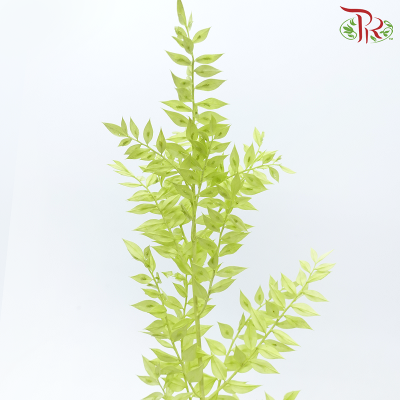 Dry Ruscus - Light Green (Per Bunch)-Green-China-prflorist.com.my
