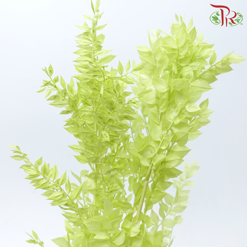 Dry Ruscus - Light Green (Per Bunch)-Green-China-prflorist.com.my