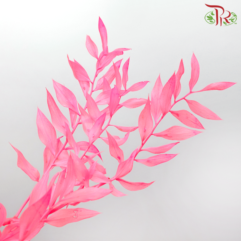 Dry Ruscus - Neon Pink (Per Bunch)-Neon Pink-China-prflorist.com.my