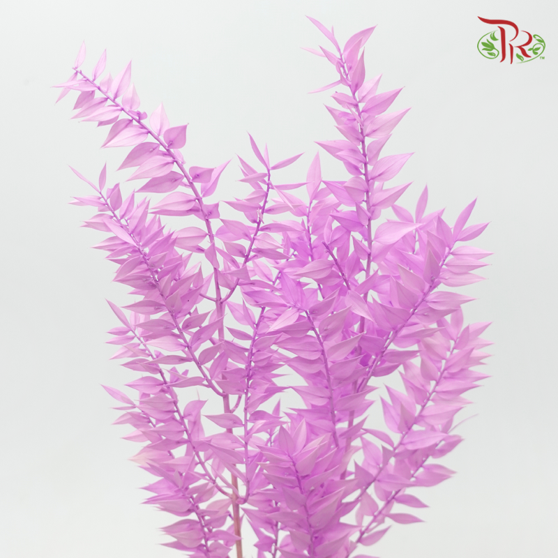 Dry Ruscus - Pink Purple (Per Bunch)-Purple-China-prflorist.com.my