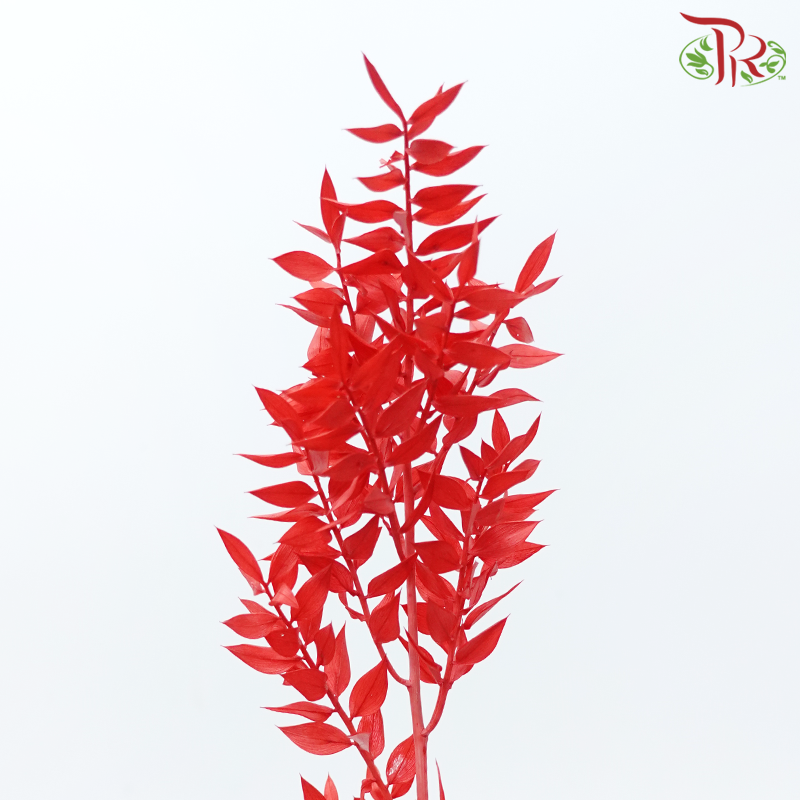 Dry Ruscus - Red (Per Bunch)-Red-China-prflorist.com.my