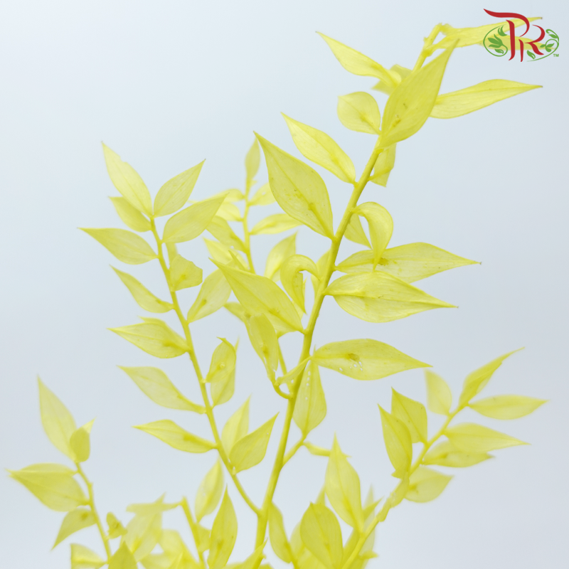Dry Ruscus - Yellow (Per Bunch)-Yellow-China-prflorist.com.my
