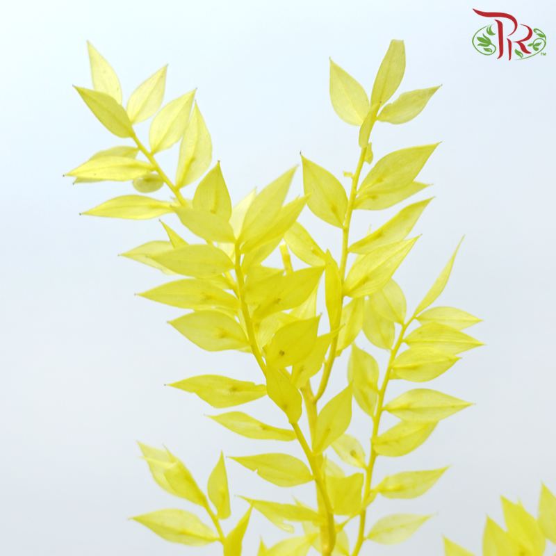 Dry Ruscus - Yellow (Per Bunch)-Yellow-China-prflorist.com.my