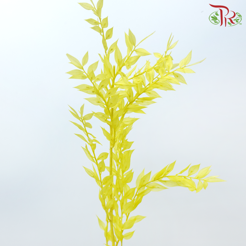 Dry Ruscus - Yellow (Per Bunch)-Yellow-China-prflorist.com.my