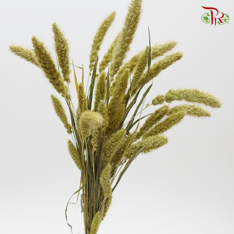 Dry Setaria Natural-Green-Japan-prflorist.com.my