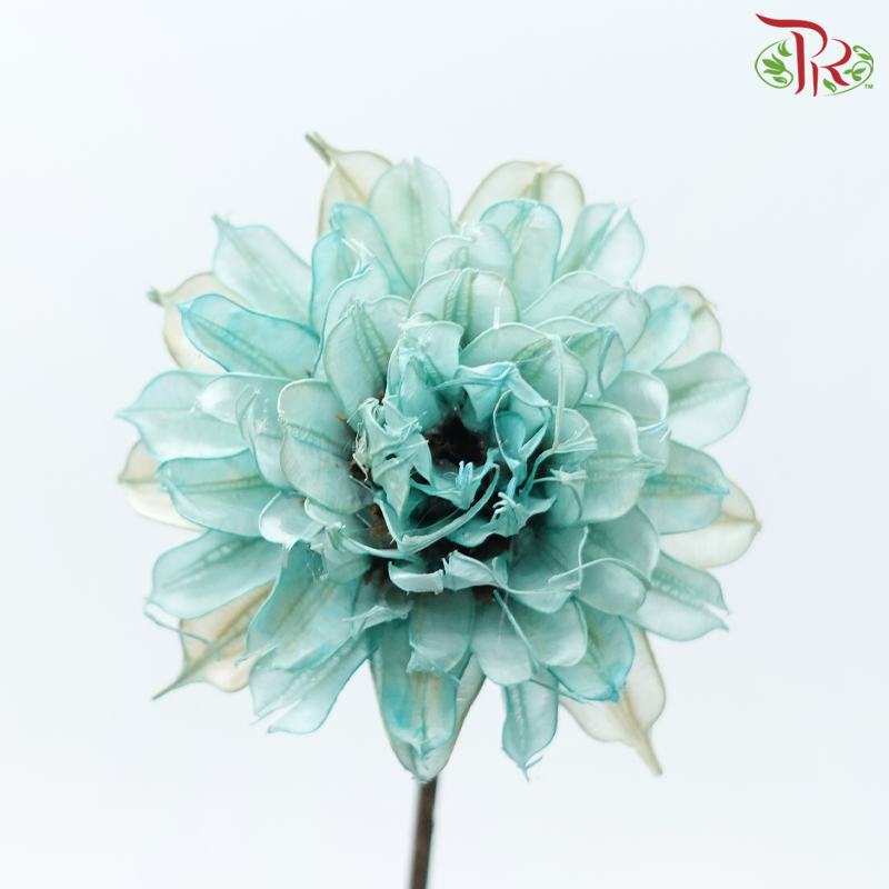 Dry Small Liju - Light Turquoise (5 Stems)-Light Turquoise-China-prflorist.com.my