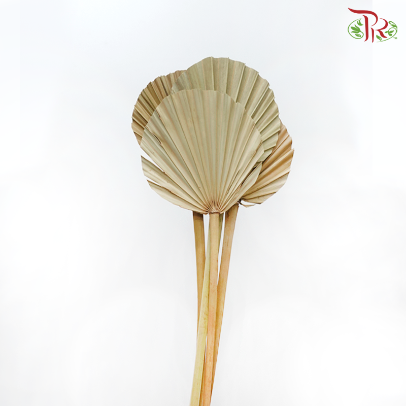 Dry Spear Palm (5 Stems)-Import-prflorist.com.my