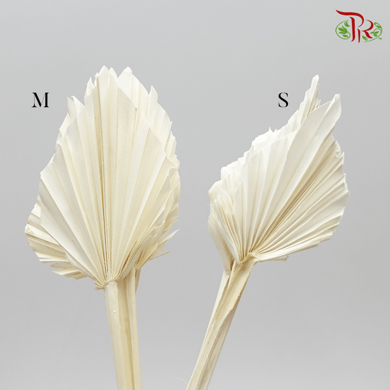 Dry Spear Palm Bleached (L/M/S size) - 5 stems-Italy-prflorist.com.my