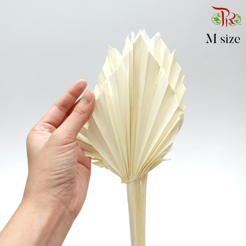 Dry Spear Palm Bleached (L/M/S size) - 5 stems-M size-Italy-prflorist.com.my