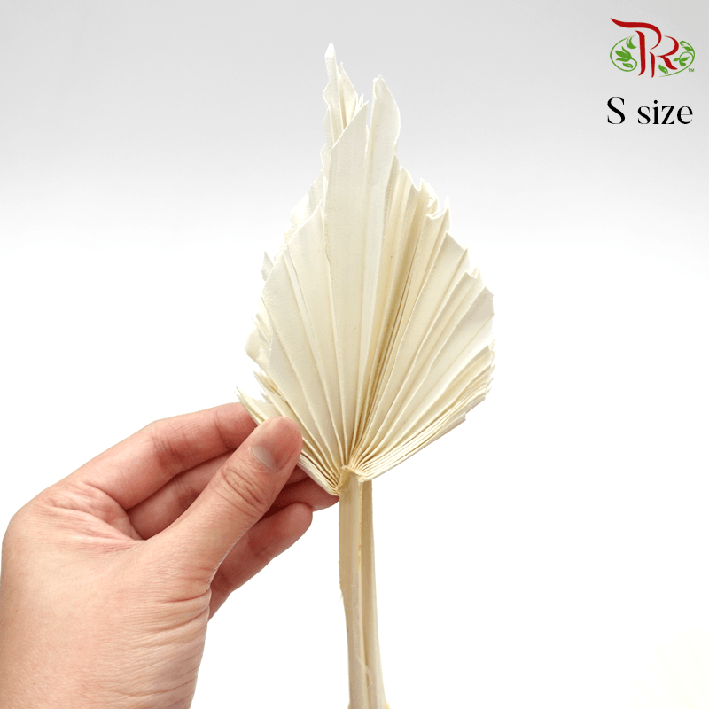 Dry Spear Palm Bleached (L/M/S size) - 5 stems-S size-Italy-prflorist.com.my
