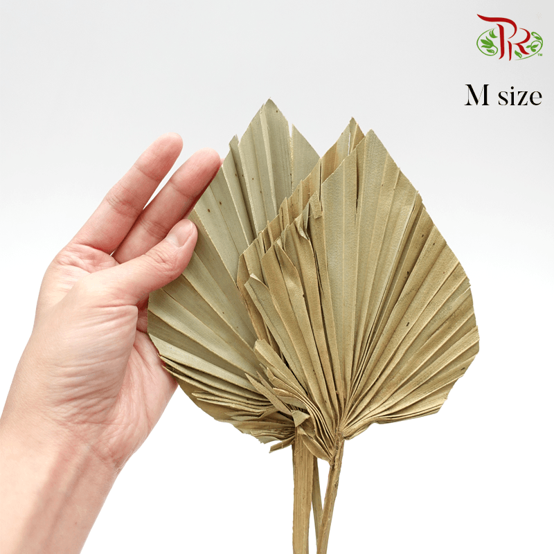 Dry Spear Palm Natural (M/S size) 5 Stems-M size-Pudu Ria Florist-prflorist.com.my
