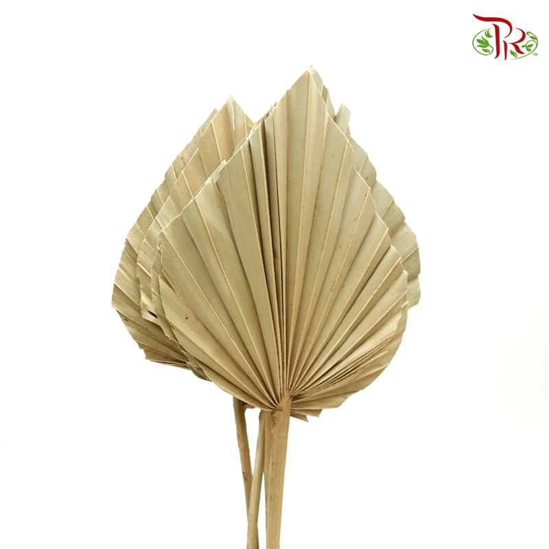Dry Spear Palm Natural (M/S size) 5 Stems-Pudu Ria Florist-prflorist.com.my