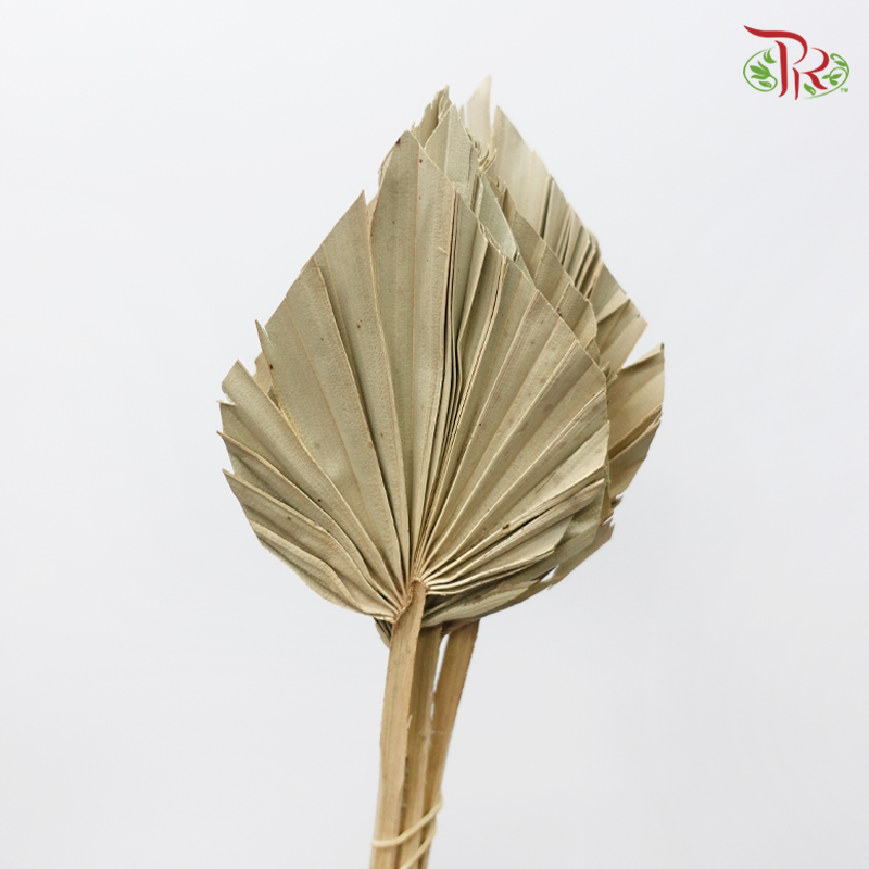 Dry Spear Palm - S (5 Stems)-China-prflorist.com.my