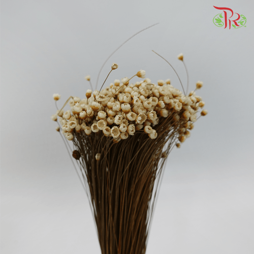 Dry Star Flower-Import-prflorist.com.my
