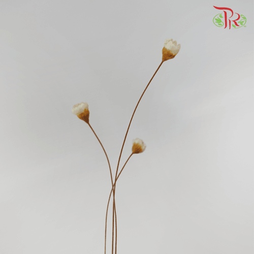 Dry Star Flower-Import-prflorist.com.my