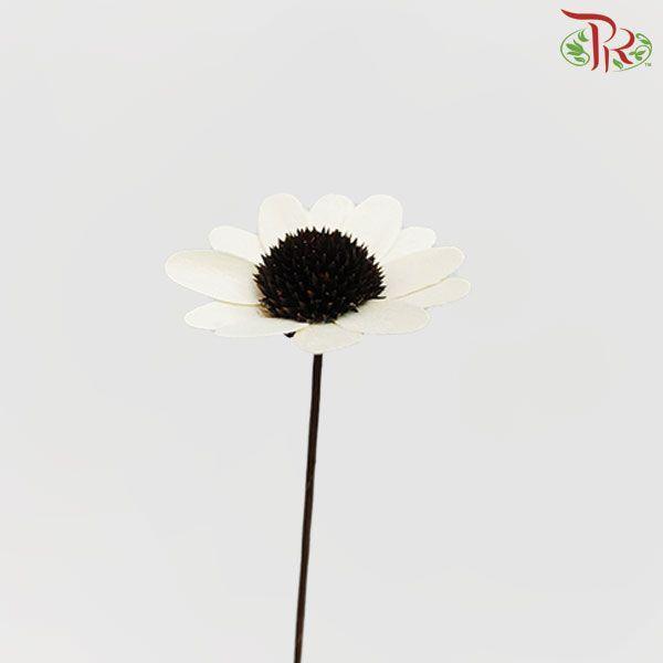 Dry Stella Luna - (3 Stems)-White-China-prflorist.com.my