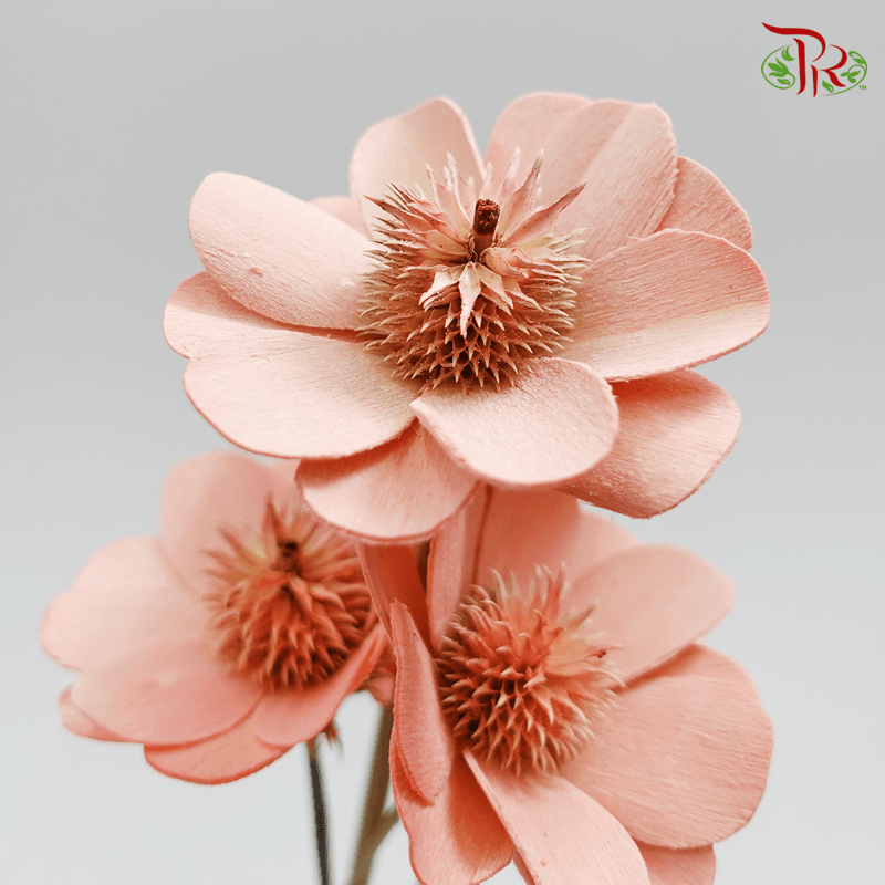 Dry Stella Luna - Peach Pink (Per Bunch)-Pink-Italy-prflorist.com.my