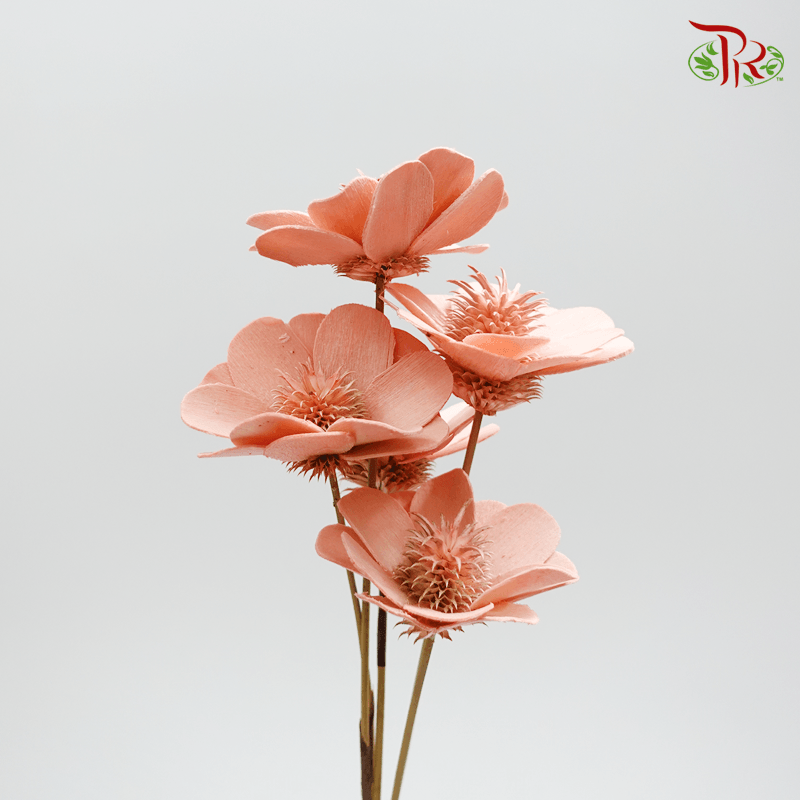 Dry Stella Luna - Peach Pink (Per Bunch)-Pink-Italy-prflorist.com.my