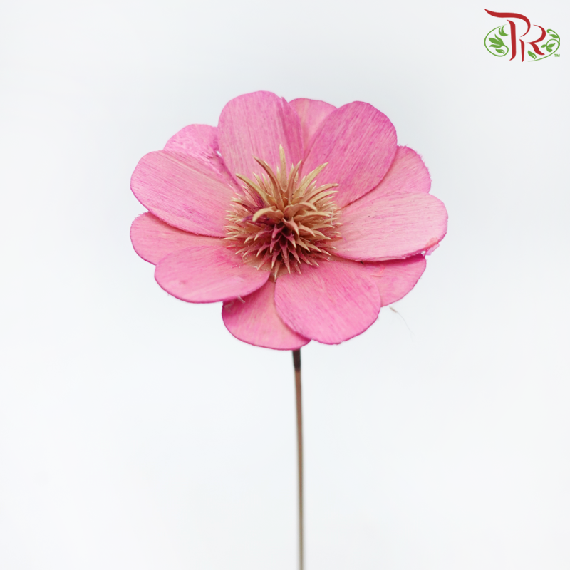 Dry Stella Luna - Pink (Per Bunch)-Pink-Italy-prflorist.com.my