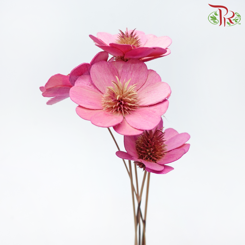 Dry Stella Luna - Pink (Per Bunch)-Pink-Italy-prflorist.com.my