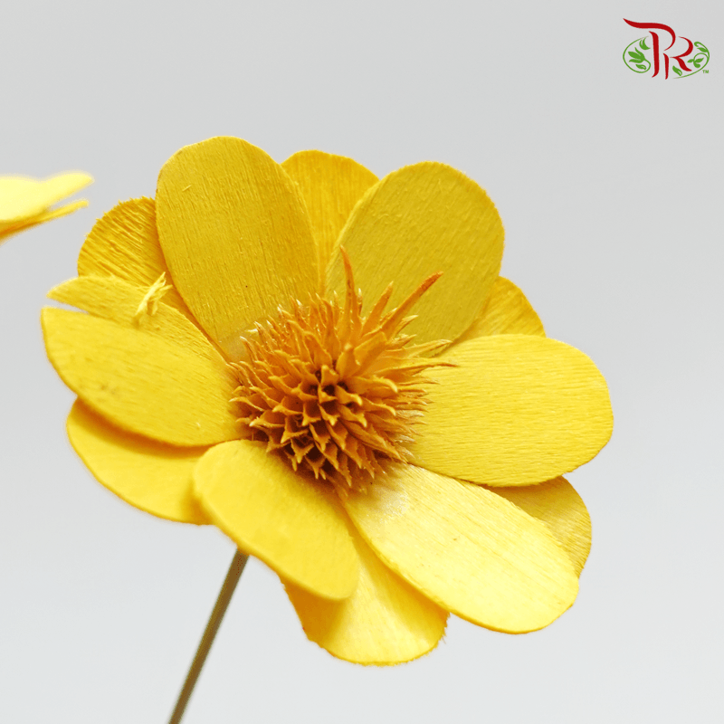 Dry Stella Luna - Yellow (Per Bunch)-Yellow-Italy-prflorist.com.my