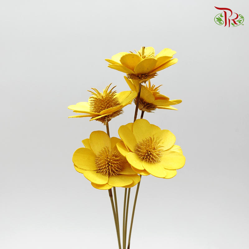 Dry Stella Luna - Yellow (Per Bunch)-Yellow-Italy-prflorist.com.my