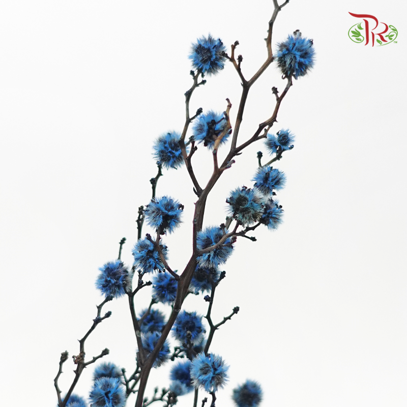 Dry Stirlingia - Blue (Per Bunch)-Blue-China-prflorist.com.my