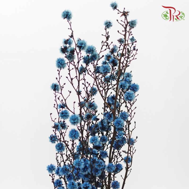Dry Stirlingia - Blue (Per Bunch)-Blue-China-prflorist.com.my