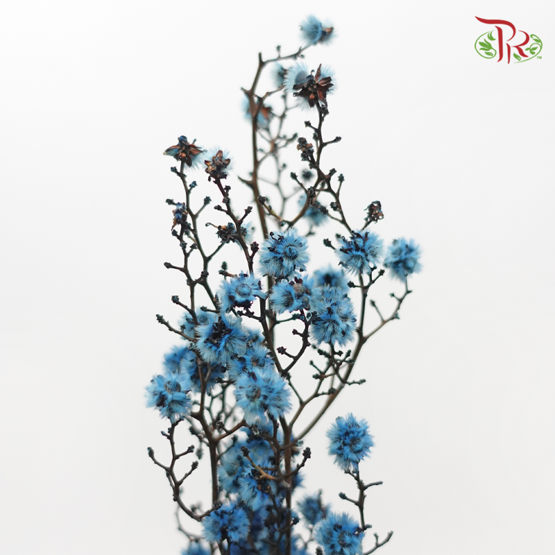 Dry Stirlingia - Blue (Per Bunch)-Blue-China-prflorist.com.my