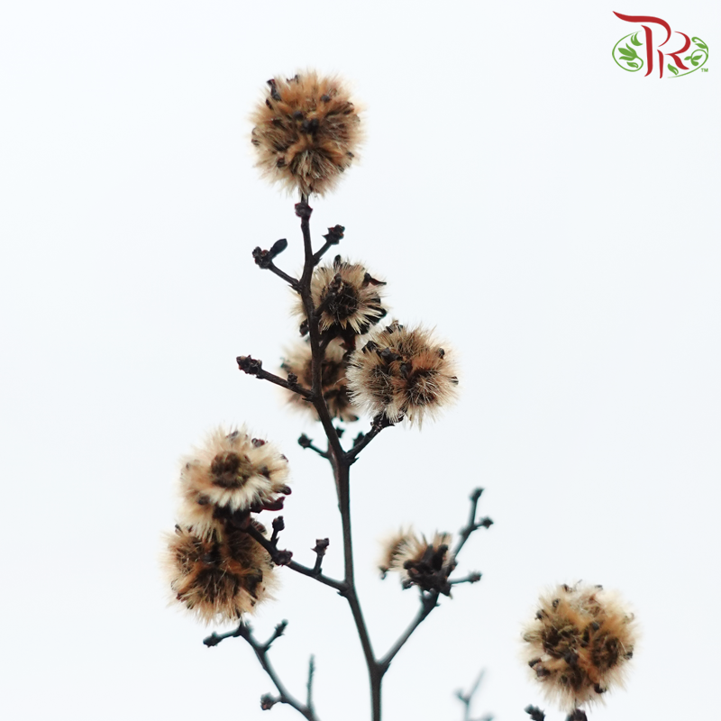 Dry Stirlingia - Brown (Per Bunch)-Brown-China-prflorist.com.my