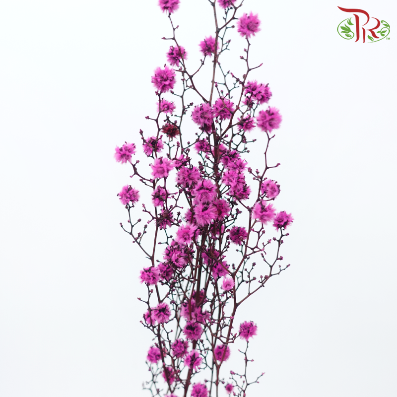 Dry Stirlingia - Cherry Pink (Per Bunch)-Cherry Pink-China-prflorist.com.my