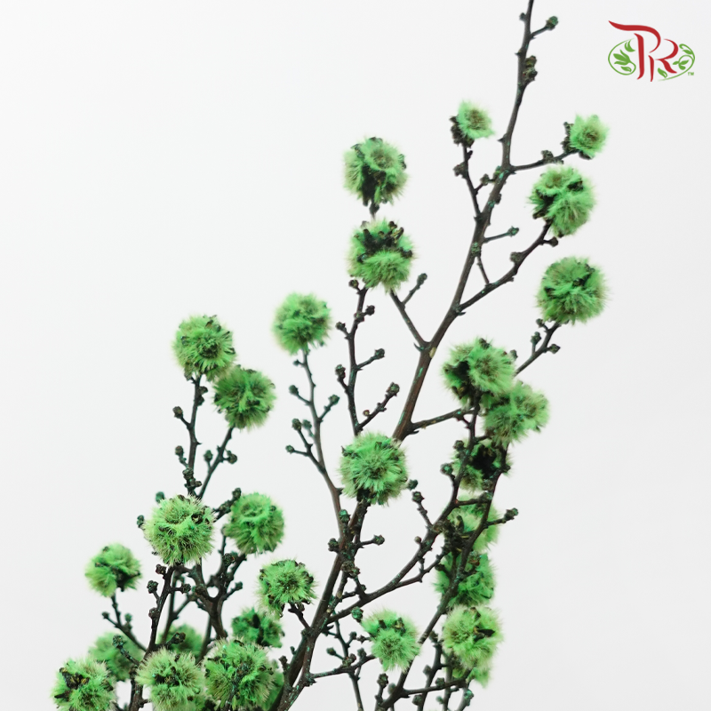 Dry Stirlingia - Green (Per Bunch)-Green-China-prflorist.com.my