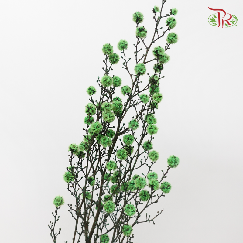 Dry Stirlingia - Green (Per Bunch)-Green-China-prflorist.com.my